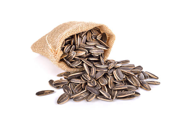 Sun flor seeds